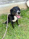 adoptable Dog in , NJ named Ringo