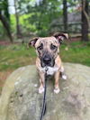 adoptable Dog in , NJ named Marlo