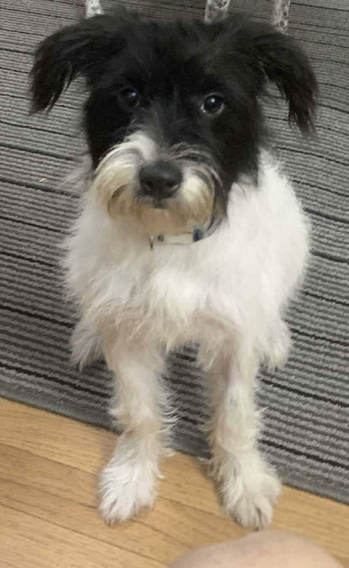 picture of the dog needing adoption
