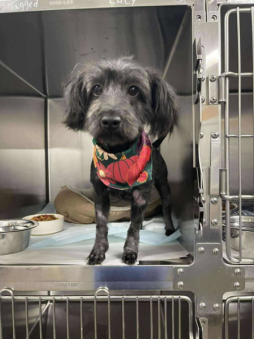 picture of the dog needing adoption