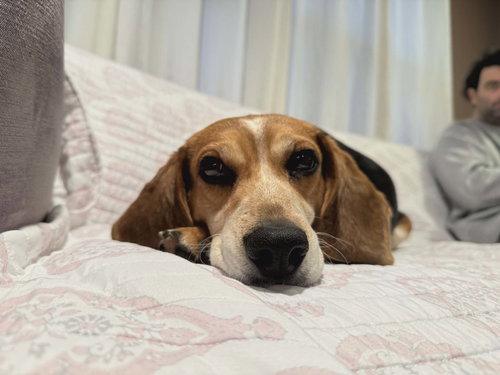 picture of the dog needing adoption