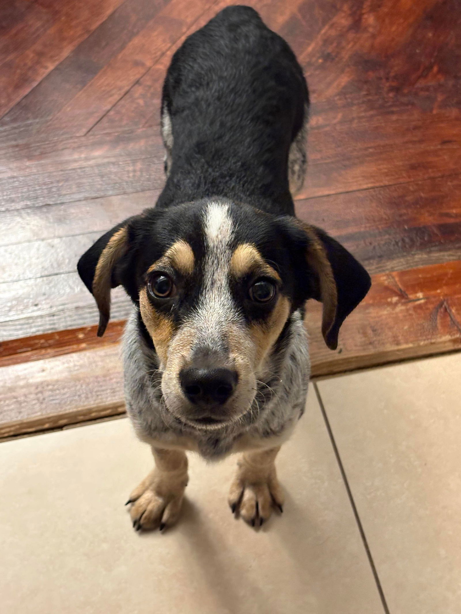Jasper- URGENT Foster Needed!