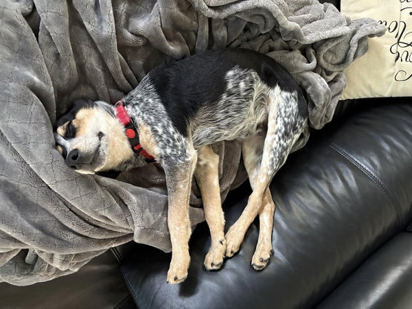 Jasper- URGENT Foster Needed!