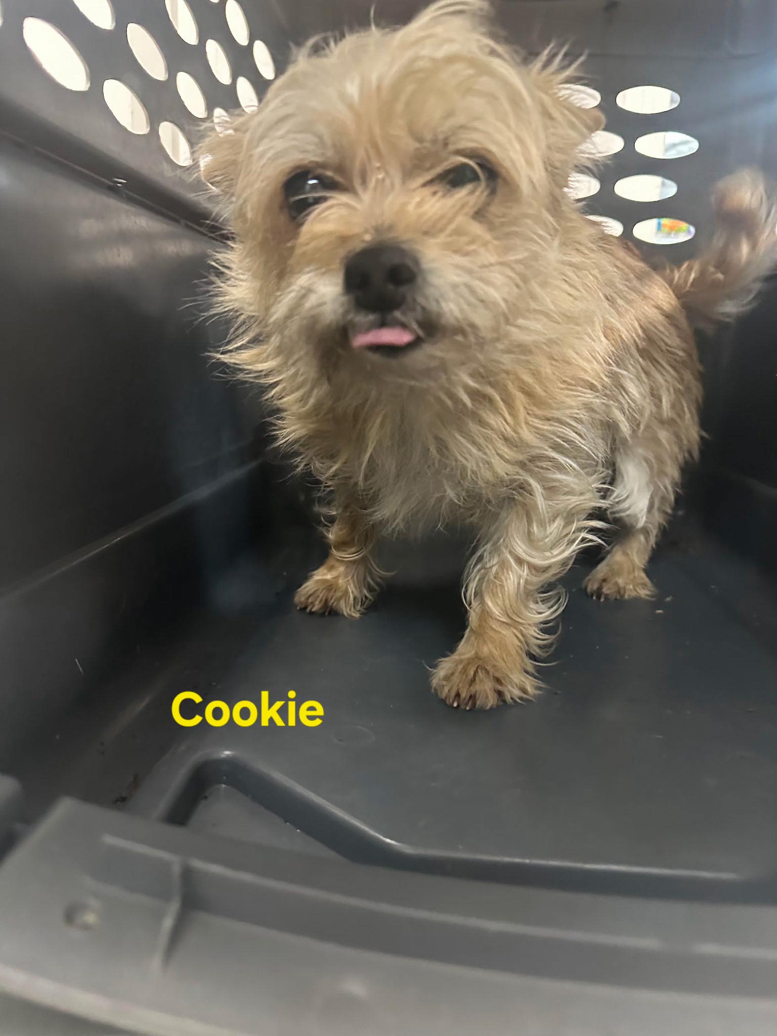 Cookie