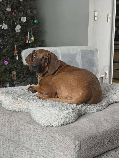 picture of the dog needing adoption