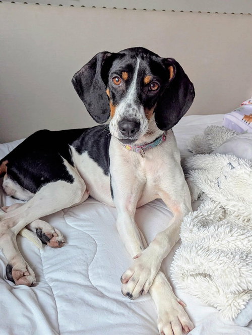 picture of the dog needing adoption