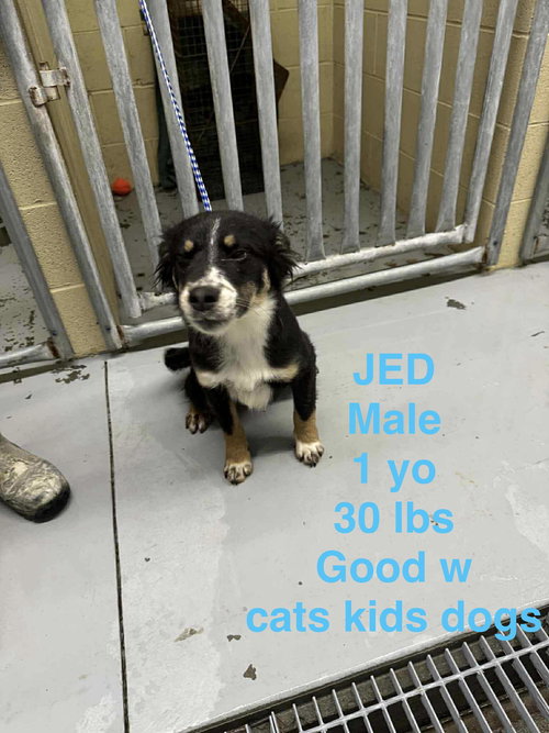 picture of the dog needing adoption