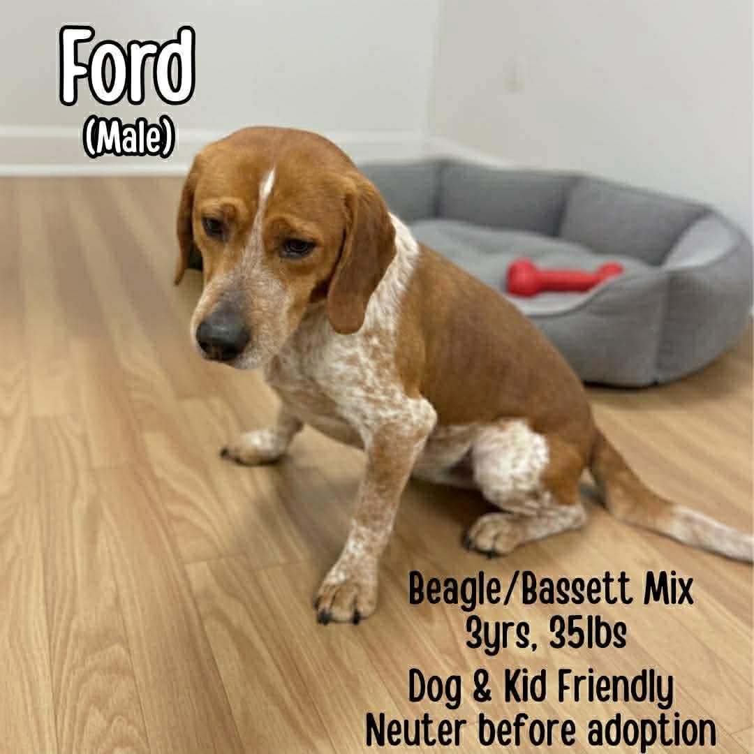 Ford Image
