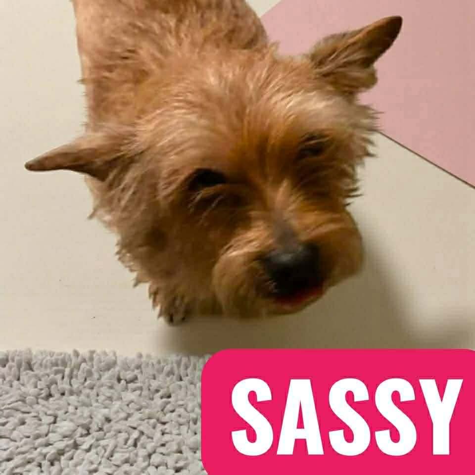 Sassy Image