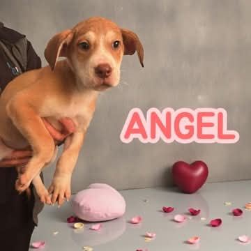 Angel