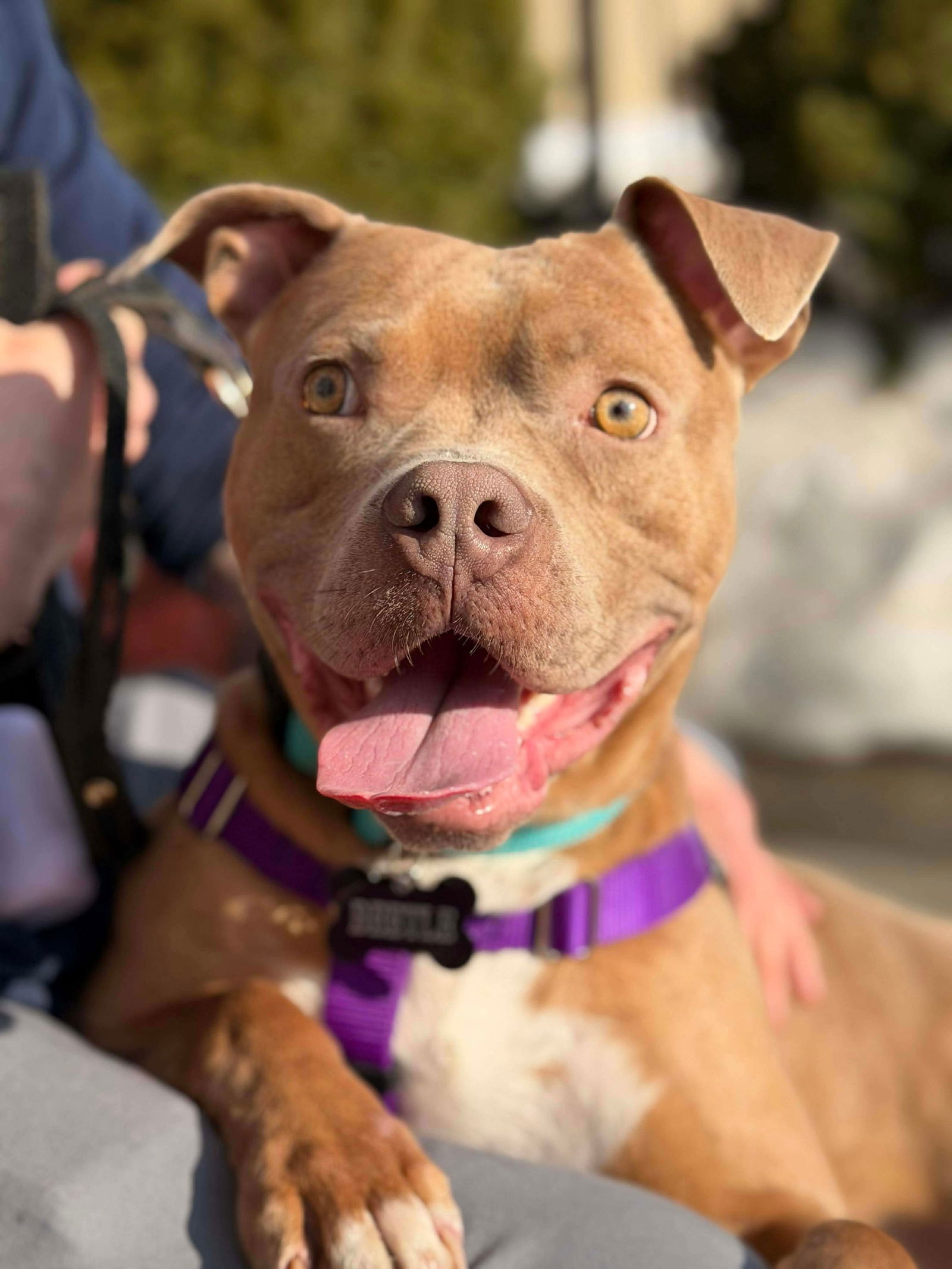 Beetle (Foster or Adopter Needed!)