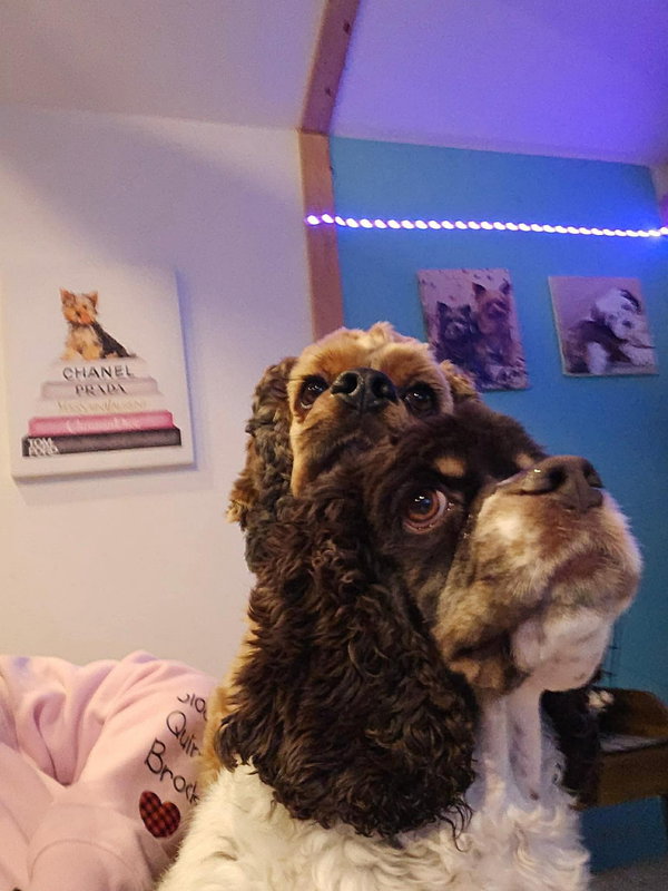 Cash (Bonded Pair with Posey)