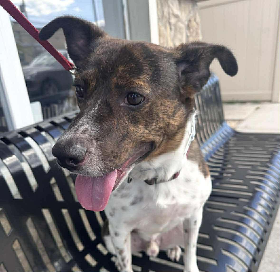 Coquito (Foster or Adopter Needed!)