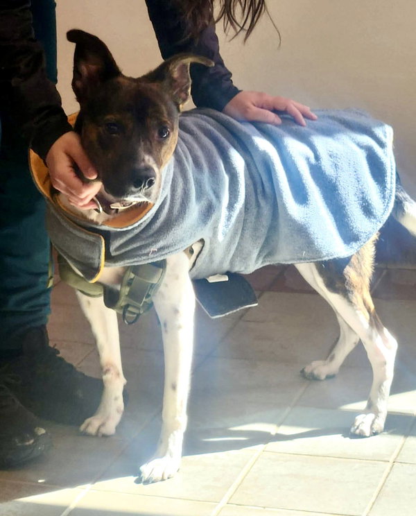 Coquito (Foster or Adopter Needed!)