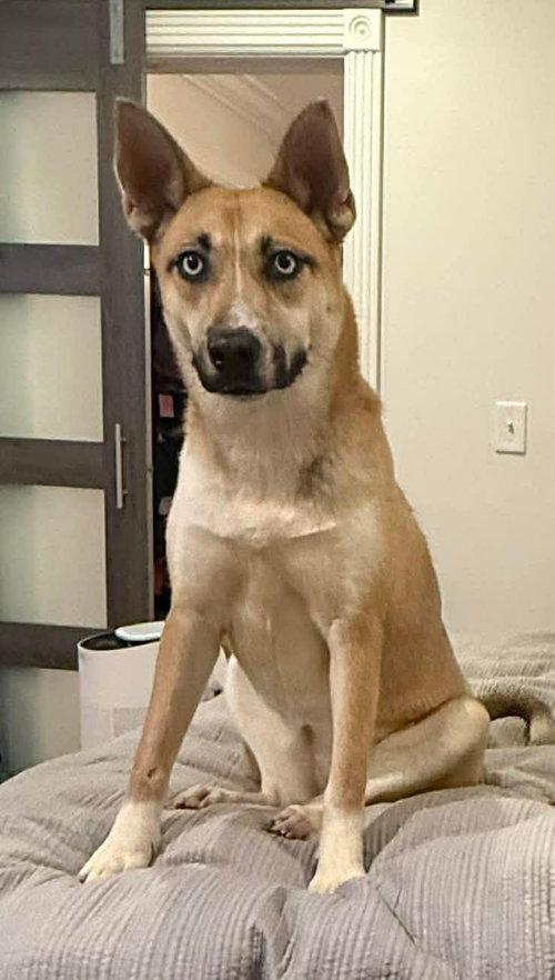 Cupcake, an adoptable Unknown breed in Westwood, NJ