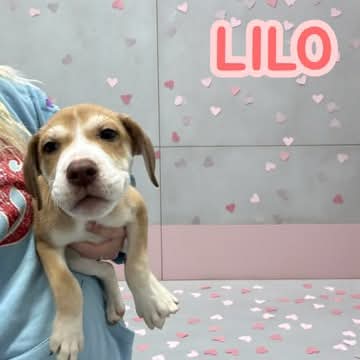 Lilo, an adoptable Hound in Westwood, NJ