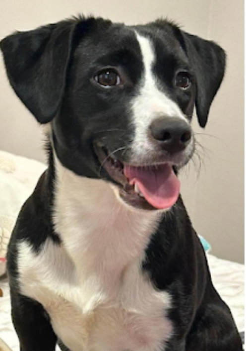 Oreo, an adoptable Springer Spaniel in Westwood, NJ