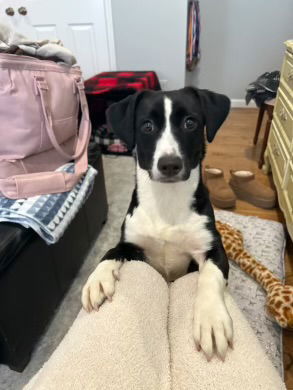 Oreo
