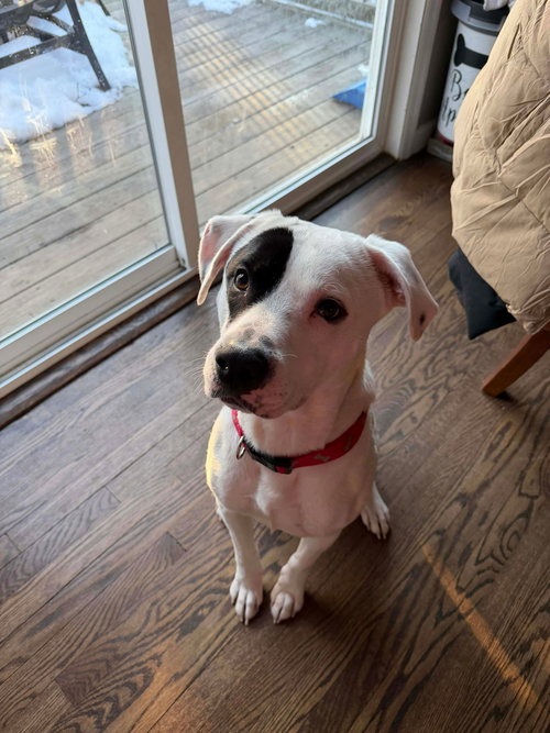Petey, an adoptable Boxer in Westwood, NJ