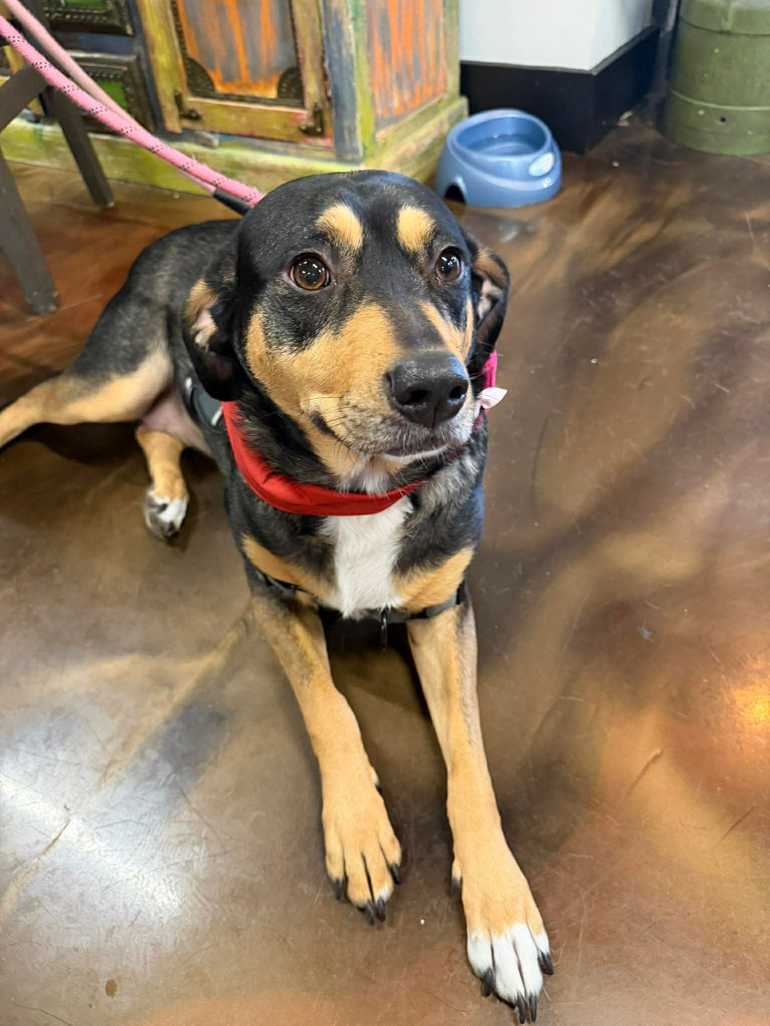 Rooney (Foster or Adopter Needed!)