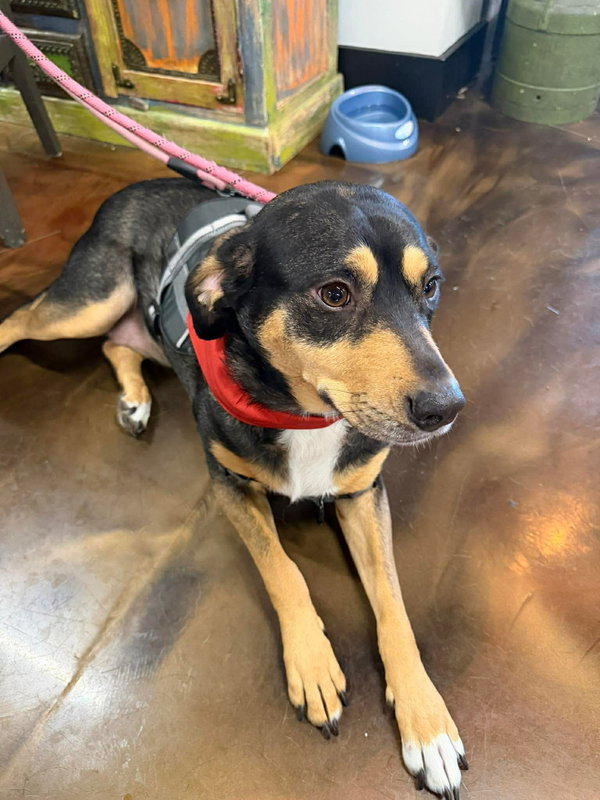Rooney (Foster or Adopter Needed!)