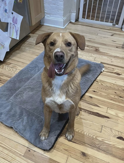 Rudolph (Foster Needed!), an adoptable Labrador Retriever in Westwood, NJ