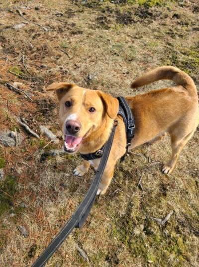 Rudolph (Foster Needed!)