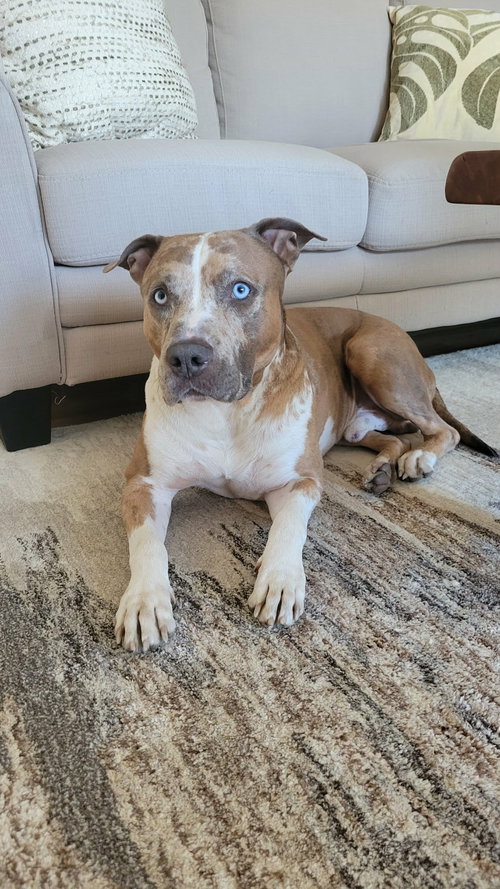 Rune, an adoptable Pit Bull Terrier in Westwood, NJ