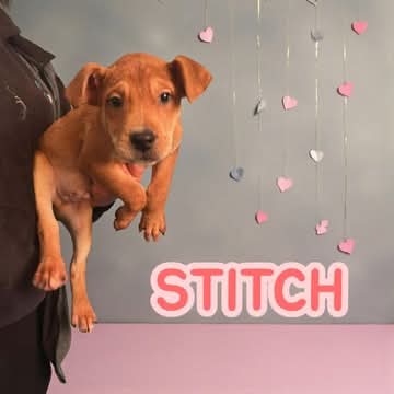 Stitch