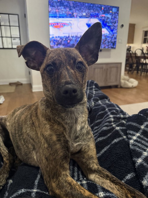 Taco, an adoptable Chihuahua in Westwood, NJ