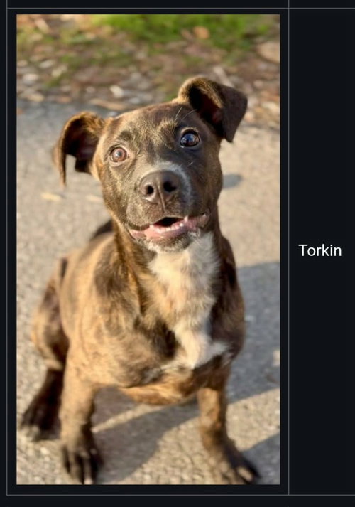 Torkin, an adoptable Mountain Cur in Westwood, NJ