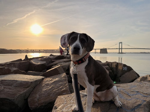 Esme, an adoptable Beagle in Westwood, NJ