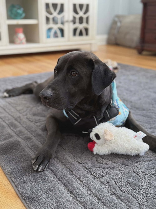 picture of the dog needing adoption