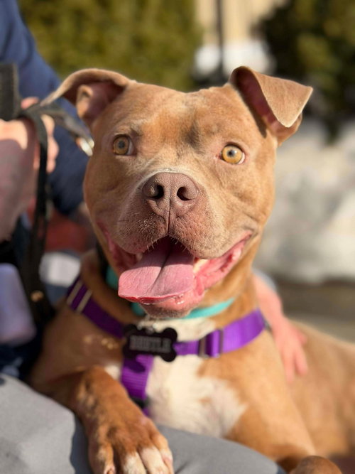 picture of the dog needing adoption