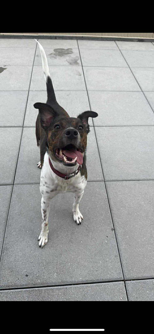 picture of the dog needing adoption
