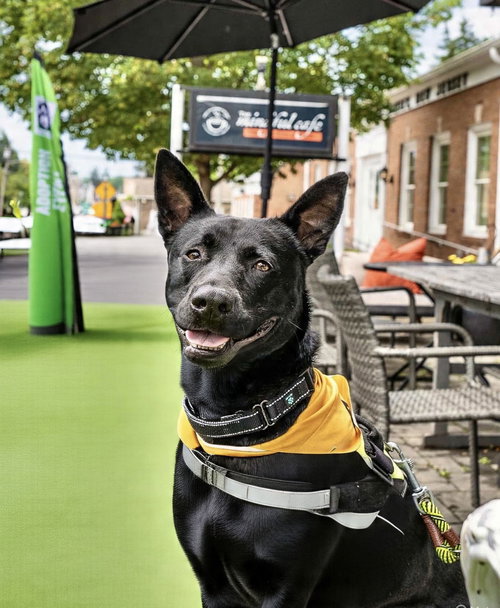 picture of the dog needing adoption