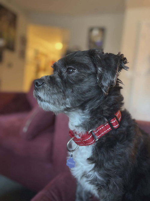 picture of the dog needing adoption
