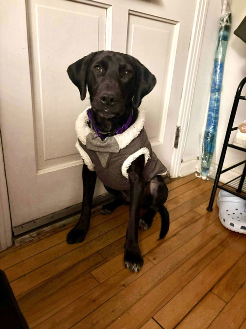 picture of the dog needing adoption
