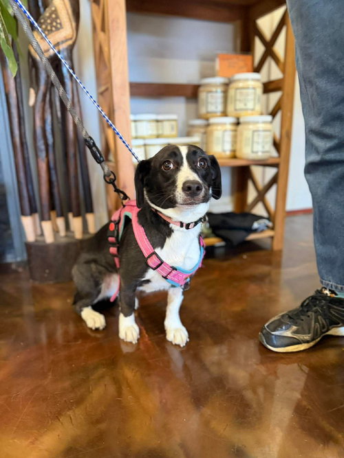 picture of the dog needing adoption