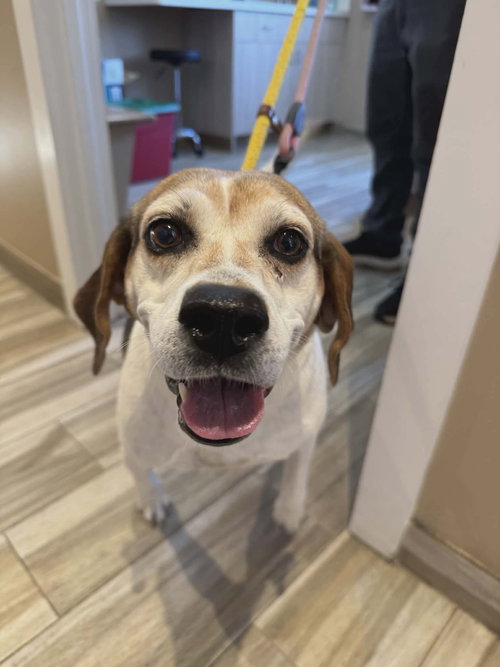 picture of the dog needing adoption