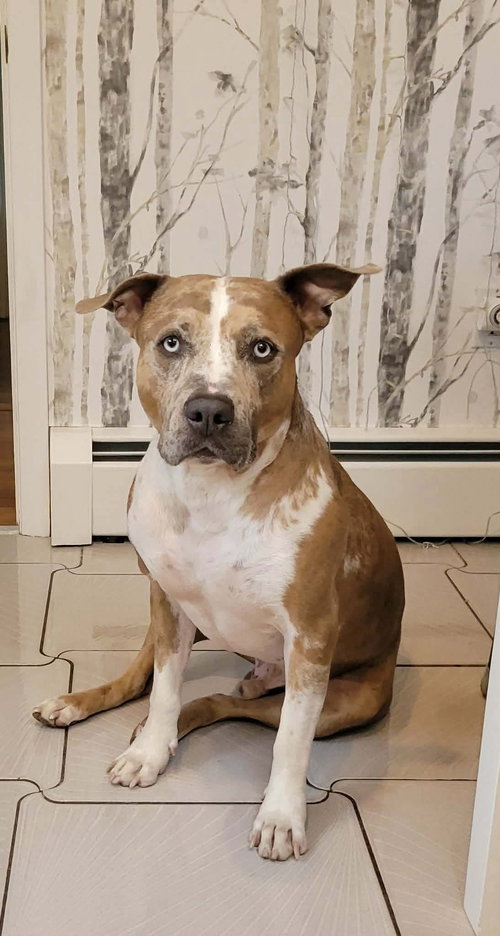 Rune, an adoptable Pit Bull Terrier in Westwood, NJ