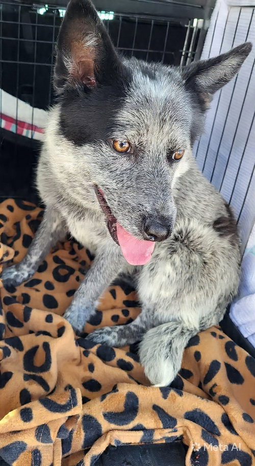 Sassafras, an adoptable Australian Cattle Dog in Westwood, NJ