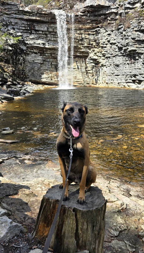 Buddy, an adoptable Shepherd in Westwood, NJ