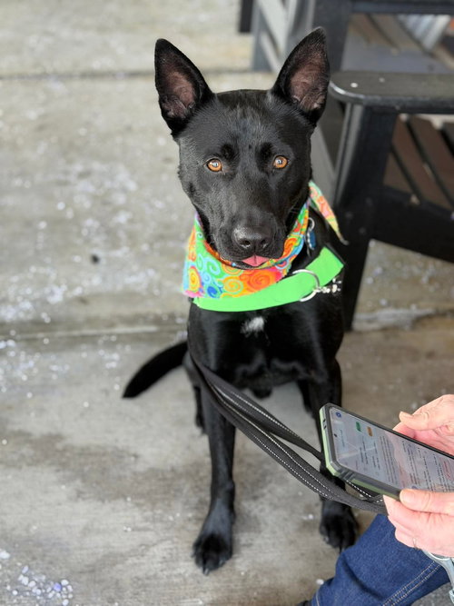 Johnny, an adoptable Labrador Retriever in Westwood, NJ