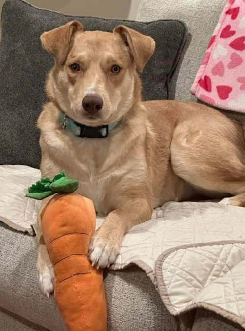 Junie (Foster or Adopter Needed!), an adoptable Unknown breed in Westwood, NJ