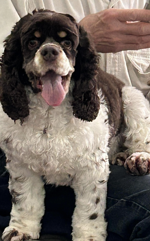 Posey (Bonded Pair with Cash), an adoptable Cocker Spaniel in Westwood, NJ