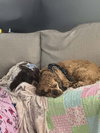 Posey (Bonded Pair with Cash) - Photo 4