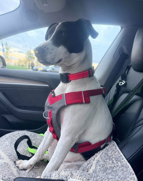 RUBIX (FOSTER OR ADOPTER NEEDED!) - Pointer available for adoption