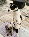Rubix (Foster or Adopter Needed!) - Photo 4