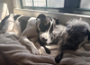 Rubix (Foster or Adopter Needed!) - Photo 5